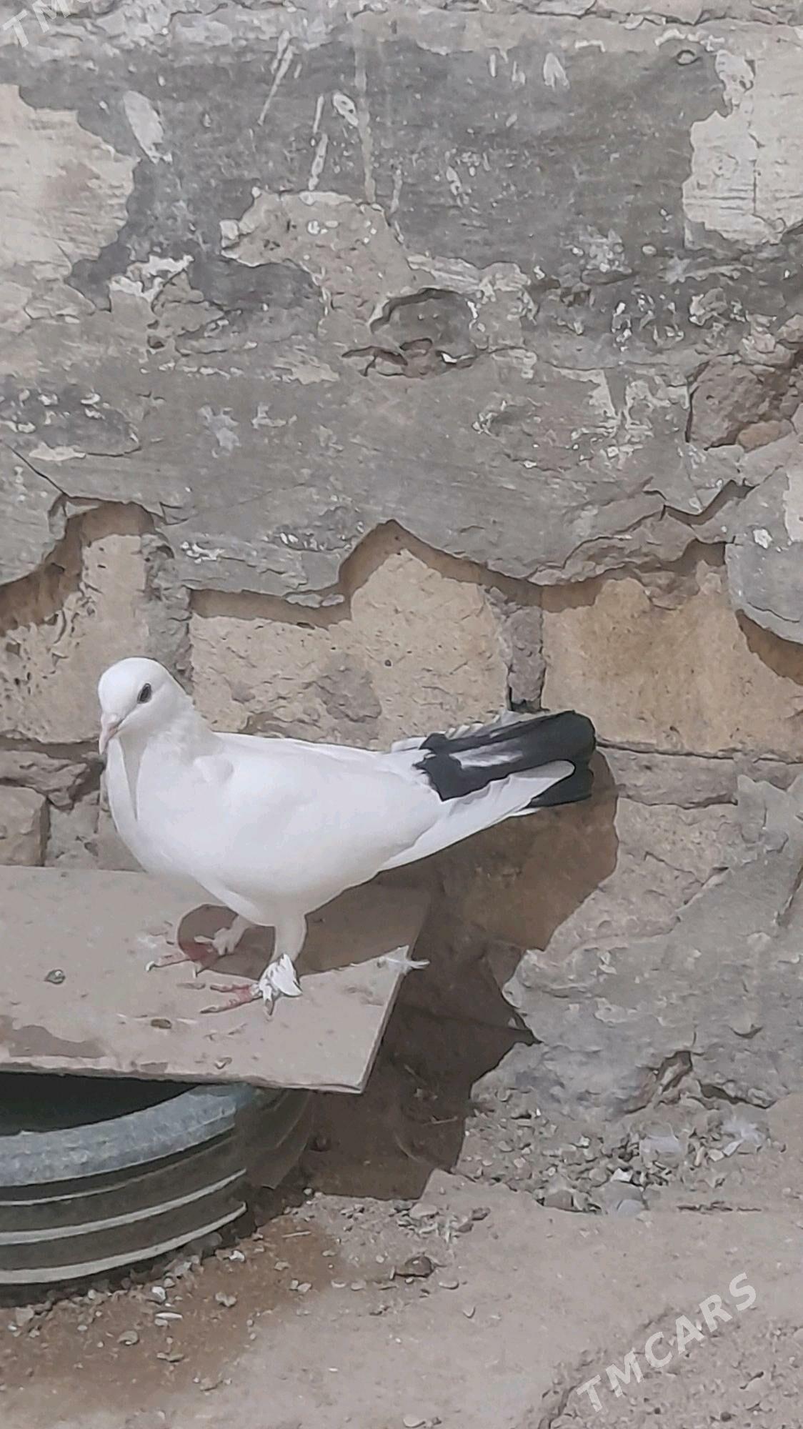 kepderi erkek guş 16 guruk - Балканабат - img 5