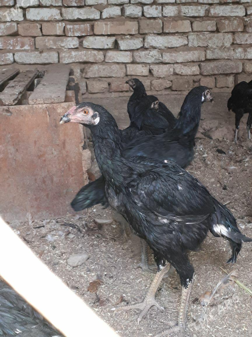 towyk - Ашхабад - img 2