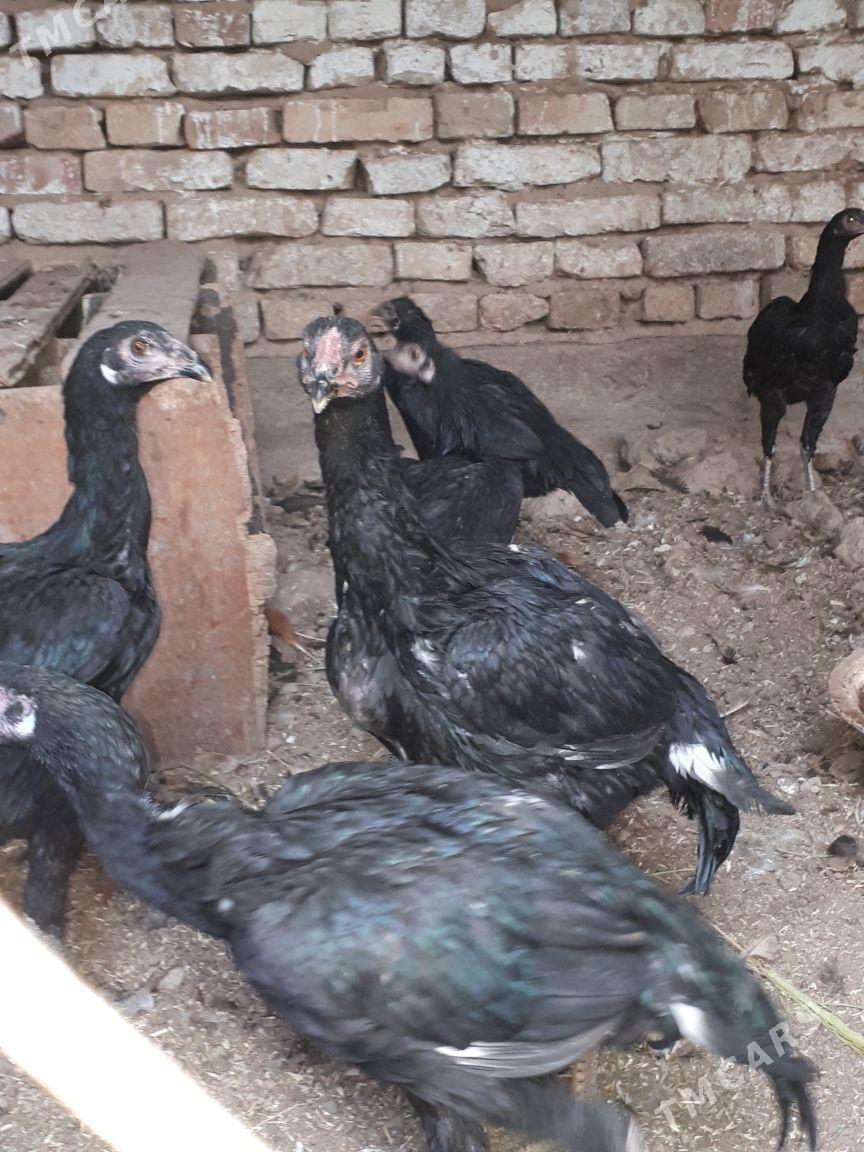 towyk - Ашхабад - img 3