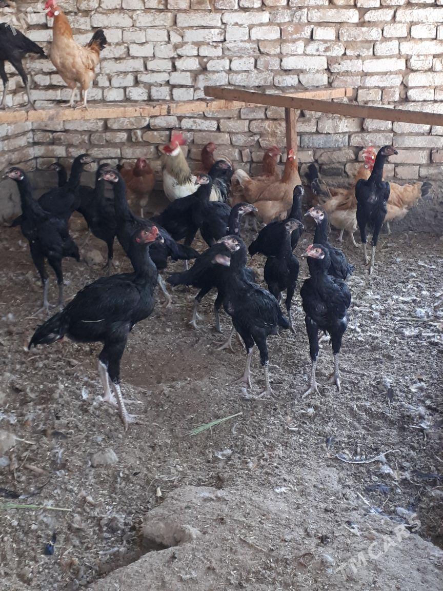 towyk - Ашхабад - img 5