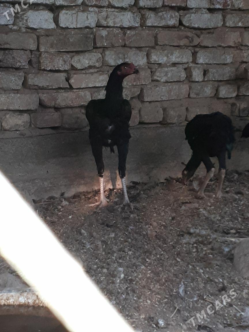 towyk - Ашхабад - img 1