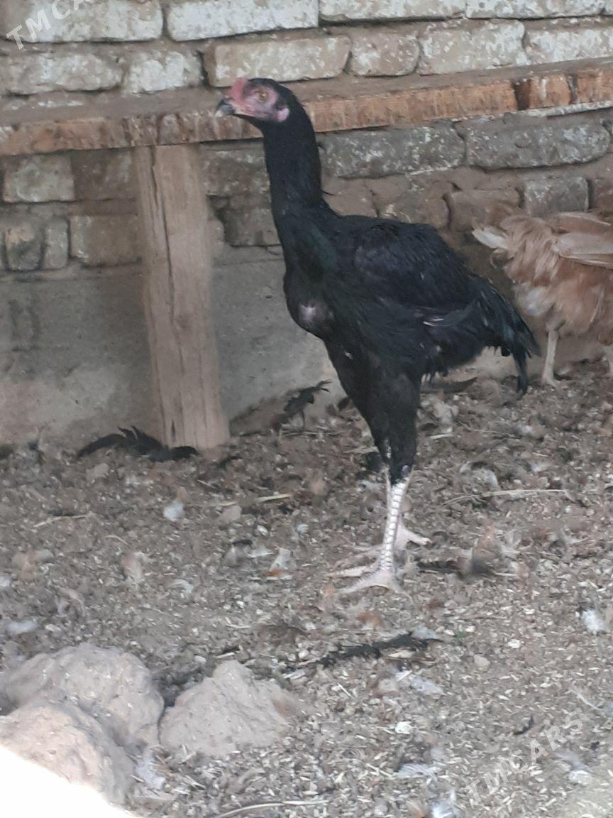 towyk - Ашхабад - img 4