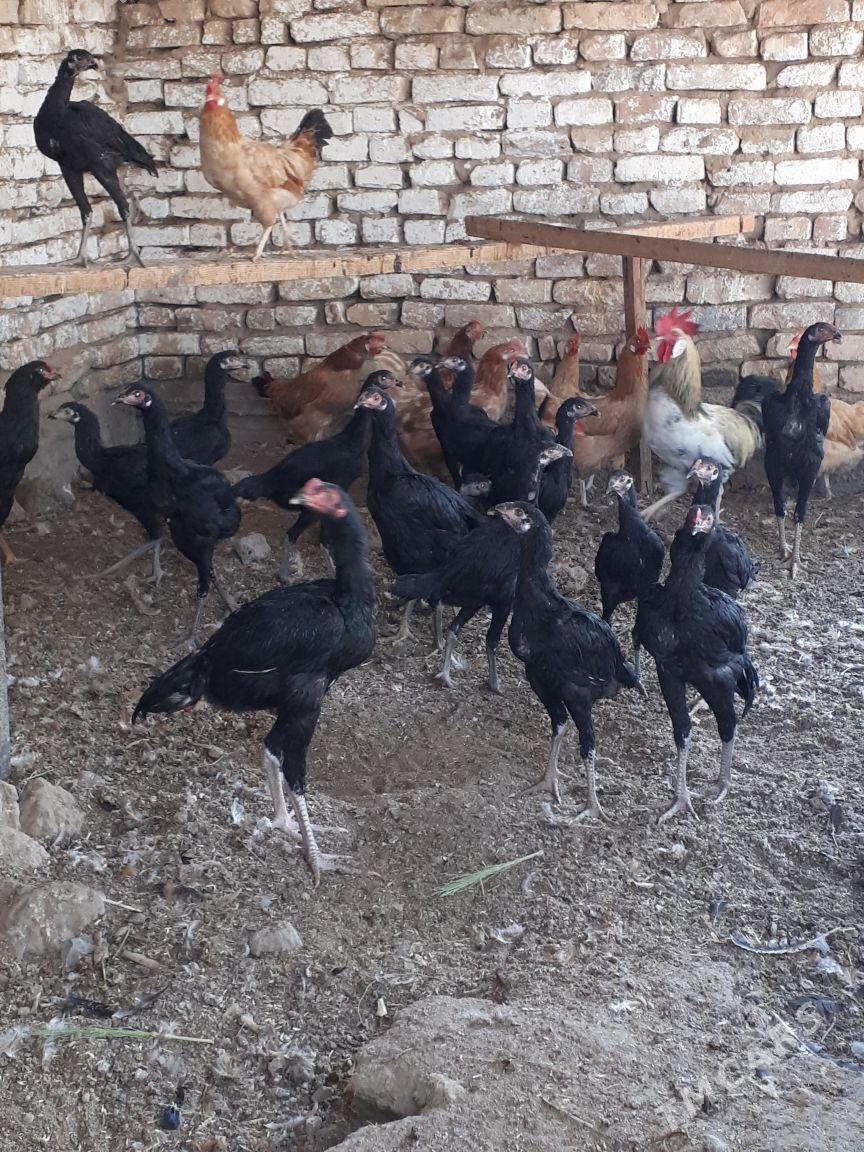 towyk - Ашхабад - img 6