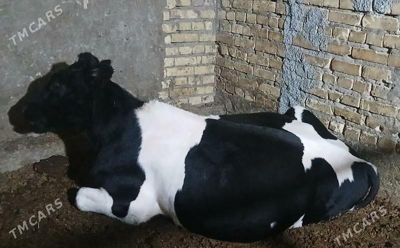 Гальштейин Окуз - Туркменабат - img 3