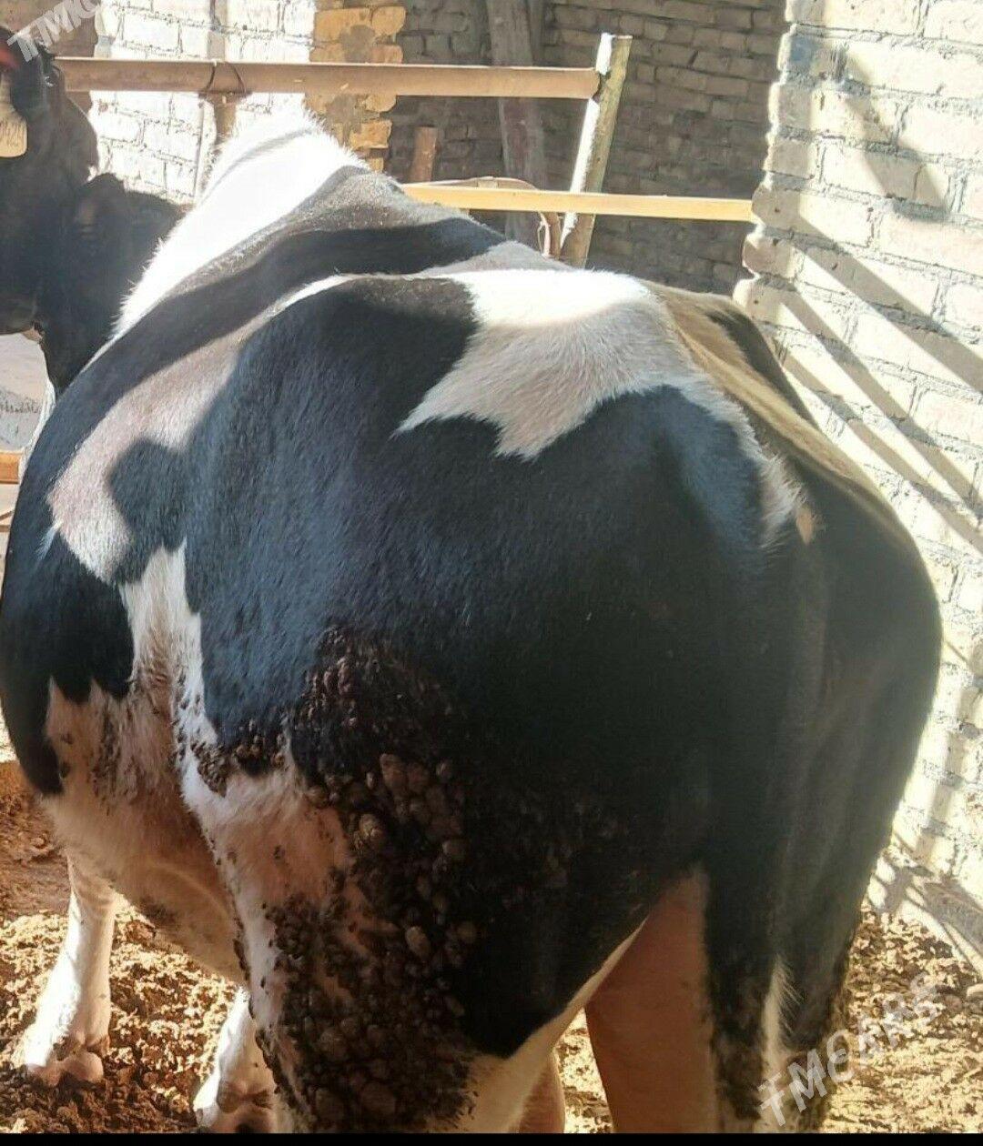 Гальштейин Окуз - Туркменабат - img 2