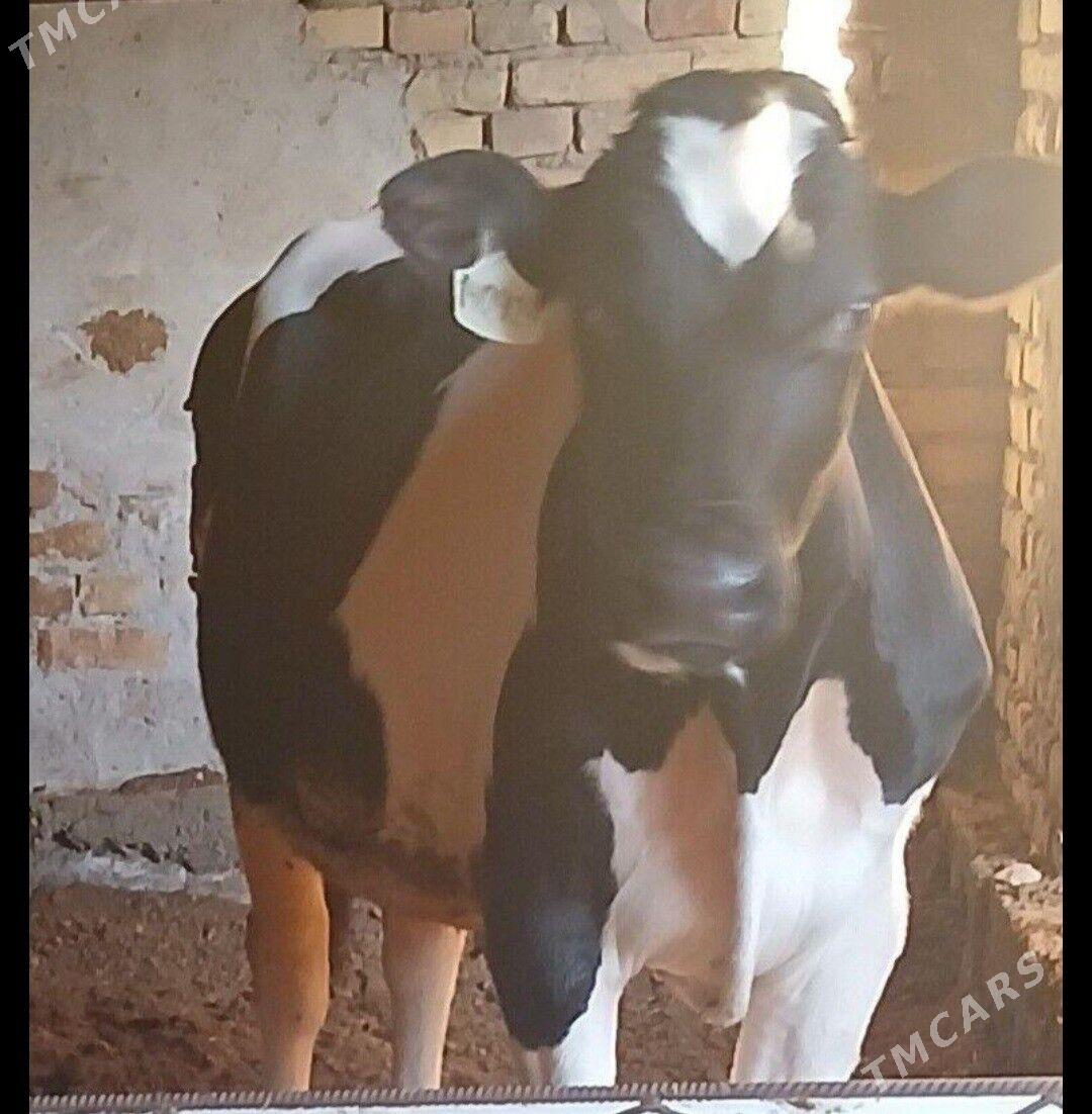 Гальштейин Окуз - Туркменабат - img 1