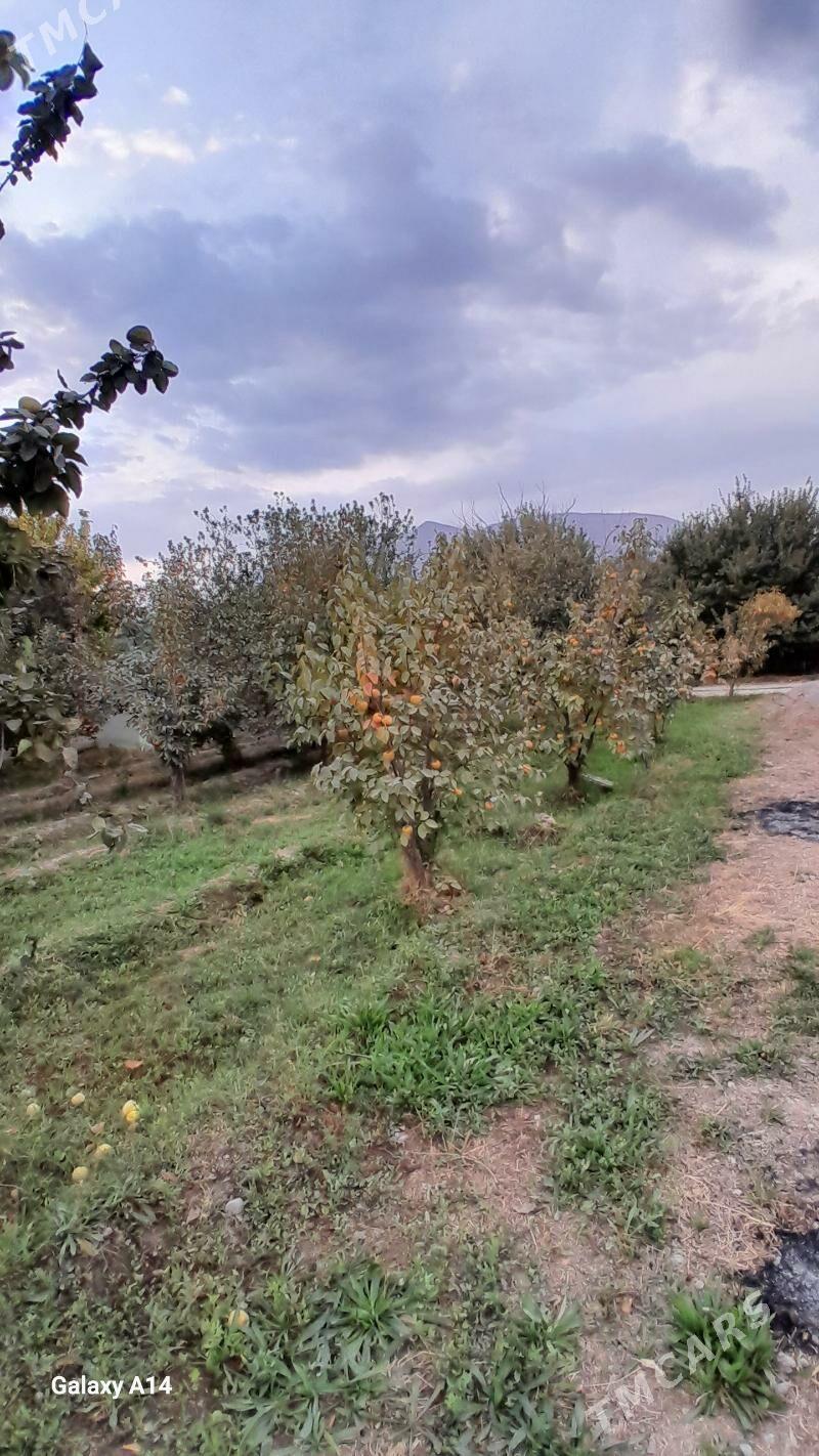 Satlyk jay hurmantgökje - Gökdepe - img 5