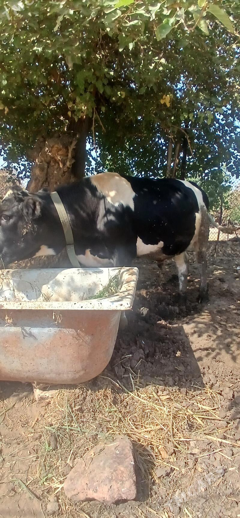 okuz - Гёкдже - img 1