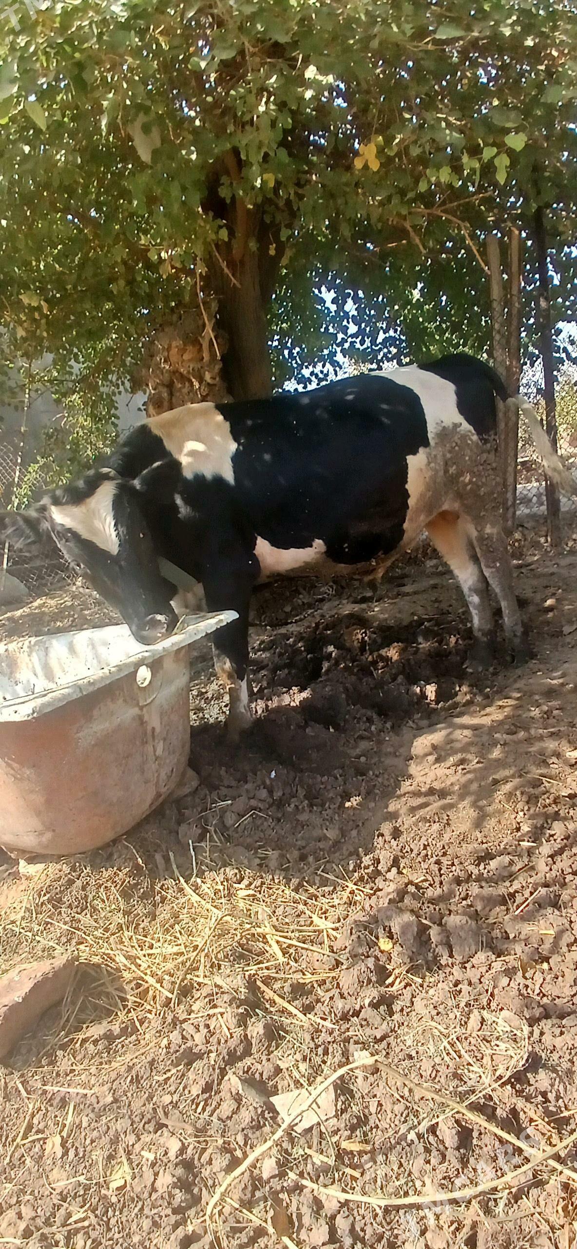 okuz - Гёкдже - img 2