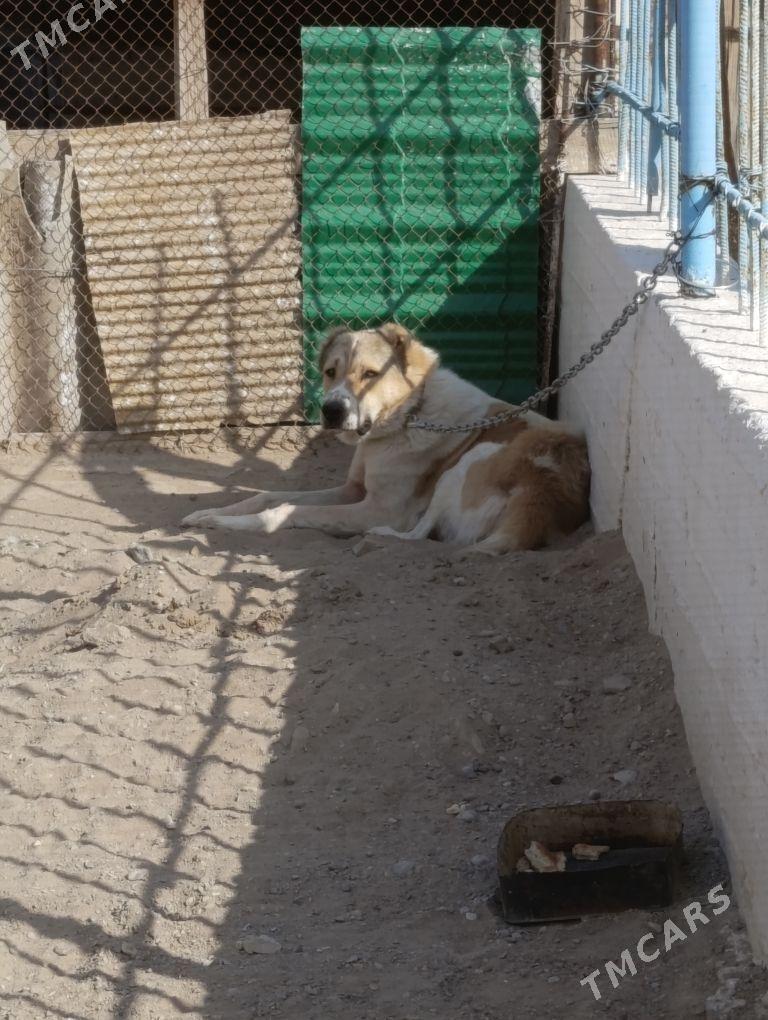 final - Гумдаг - img 3