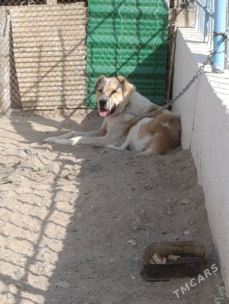 final - Гумдаг - img 1