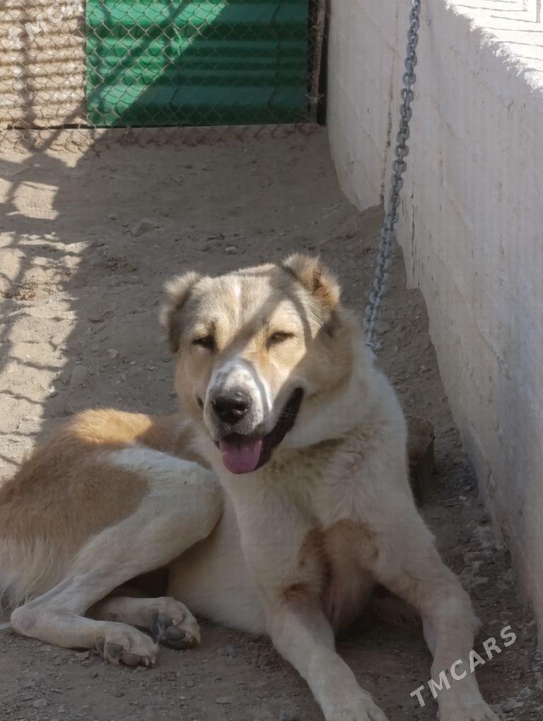 final - Гумдаг - img 4