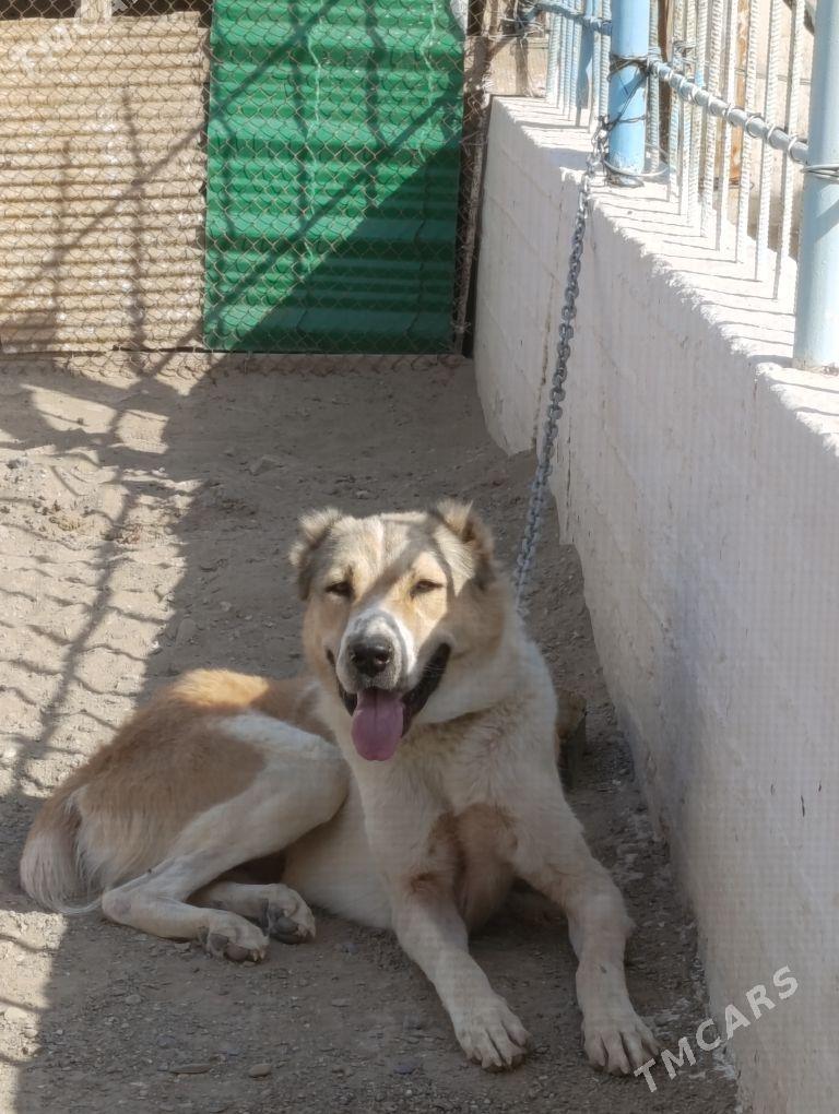 final - Гумдаг - img 2