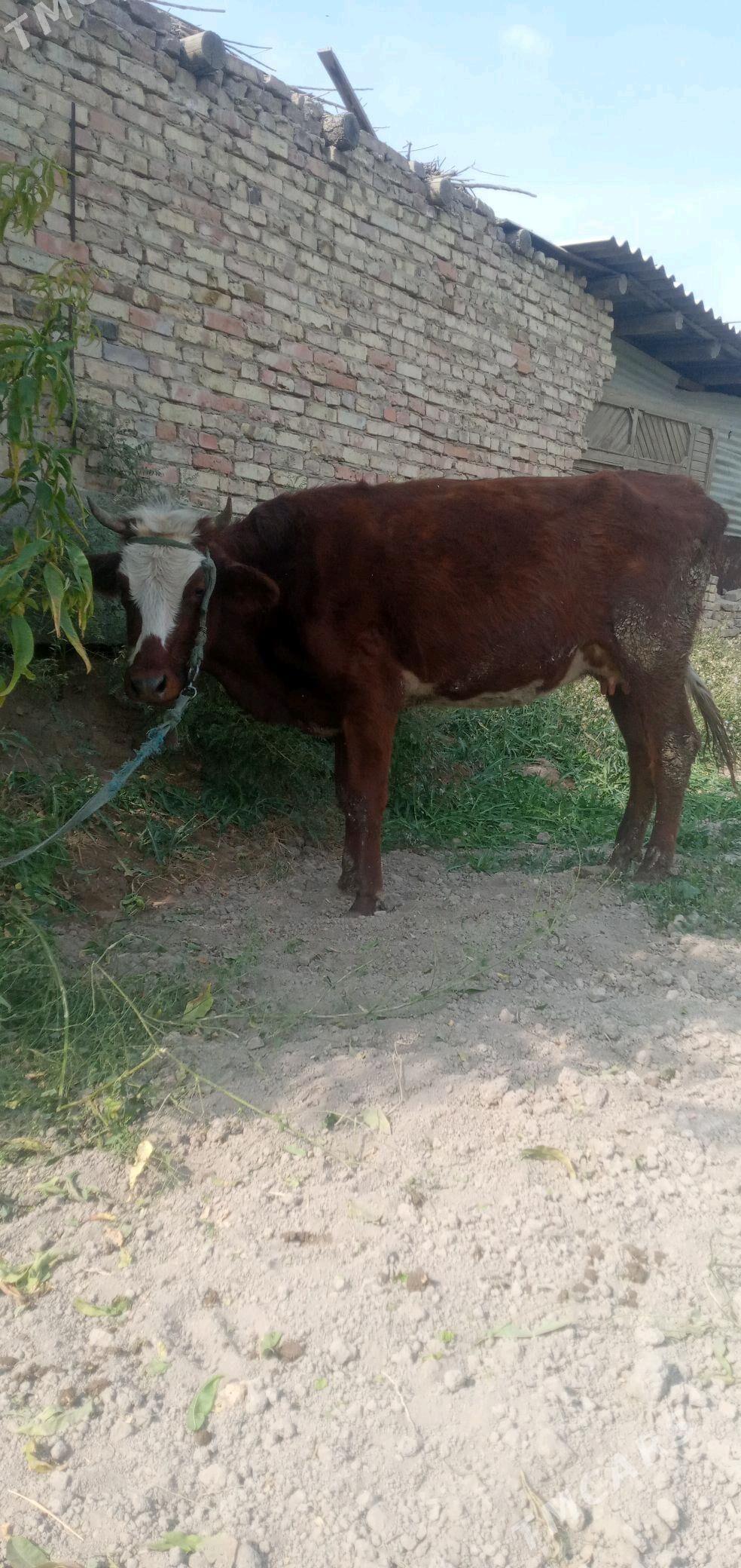 goleli sygyr - Чарджоу - img 1