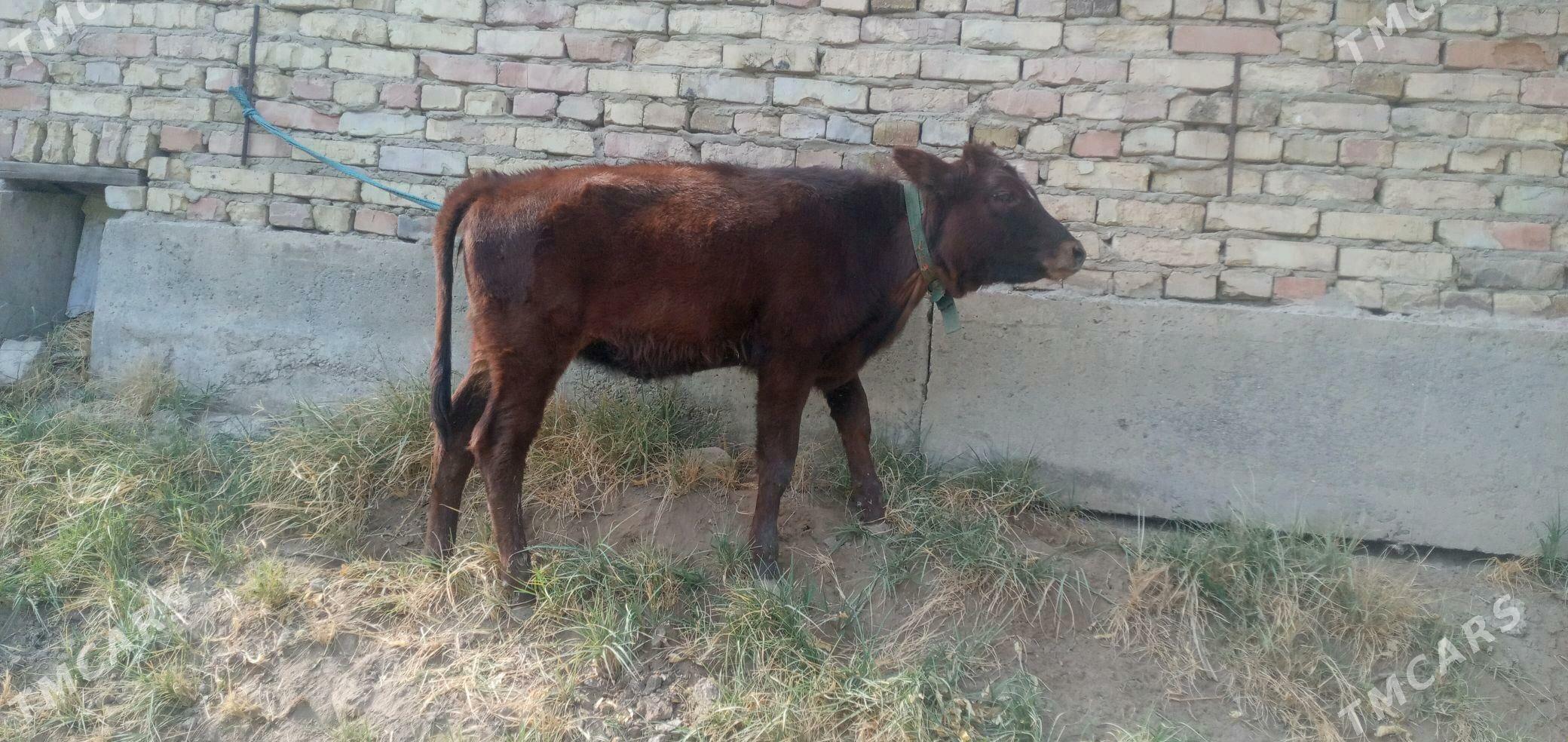 goleli sygyr - Чарджоу - img 2