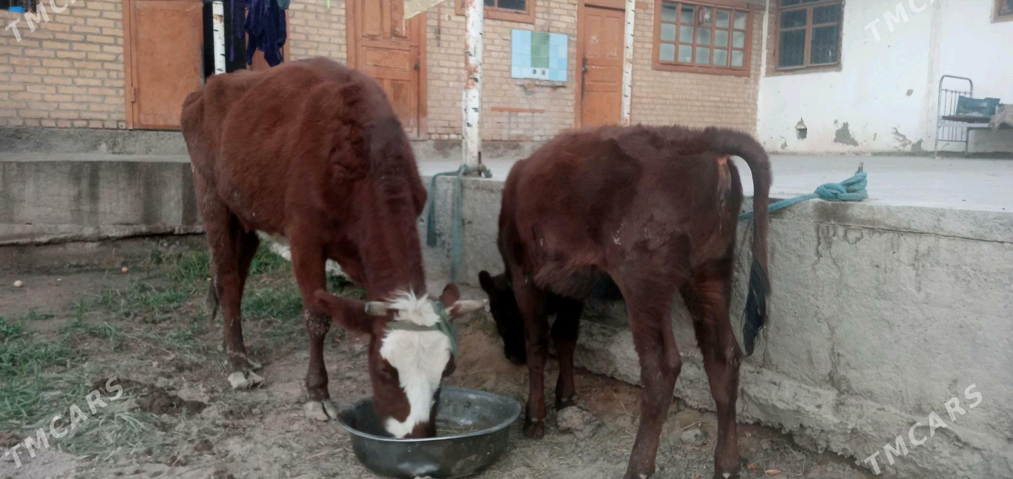 goleli sygyr - Чарджоу - img 3