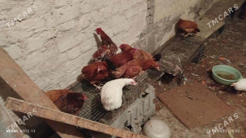 Towuk - Çoganly - img 2