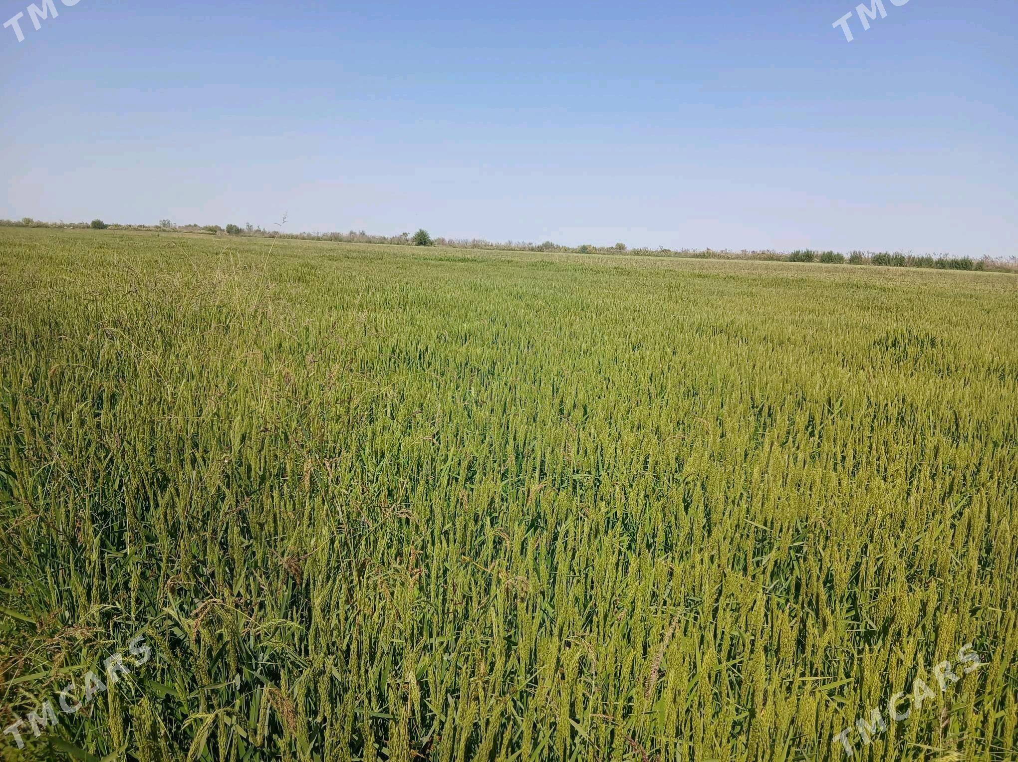 ȘALY TOHUM - Sakar - img 7