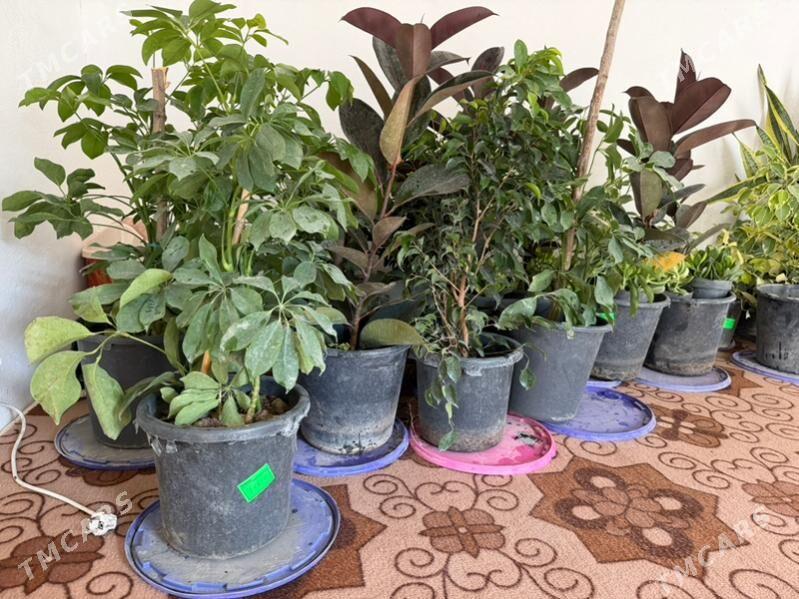 rysgally oy gulleri - Ашхабад - img 2