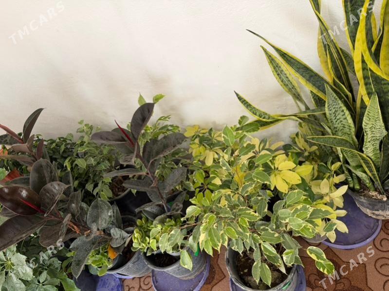 rysgally oy gulleri - Ашхабад - img 6