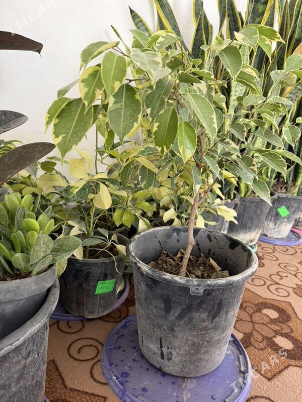 rysgally oy gulleri - Ашхабад - img 3