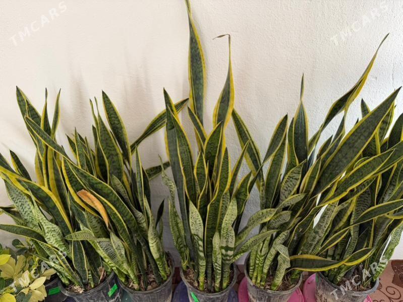 rysgally oy gulleri - Ашхабад - img 5