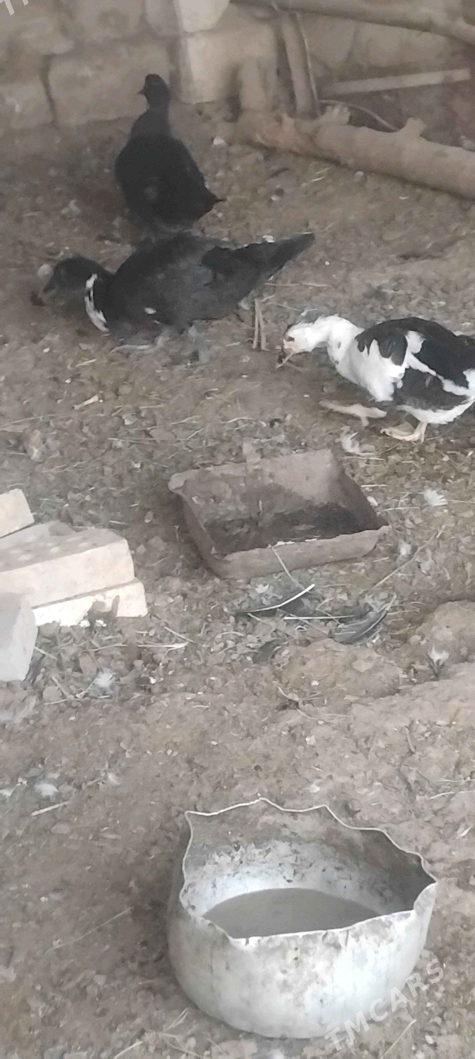 Ordek indawutga - Wekilbazar - img 1