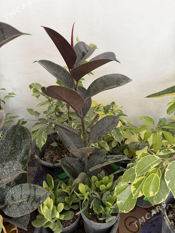 rysgally oy gulleri - Ашхабад - img 4