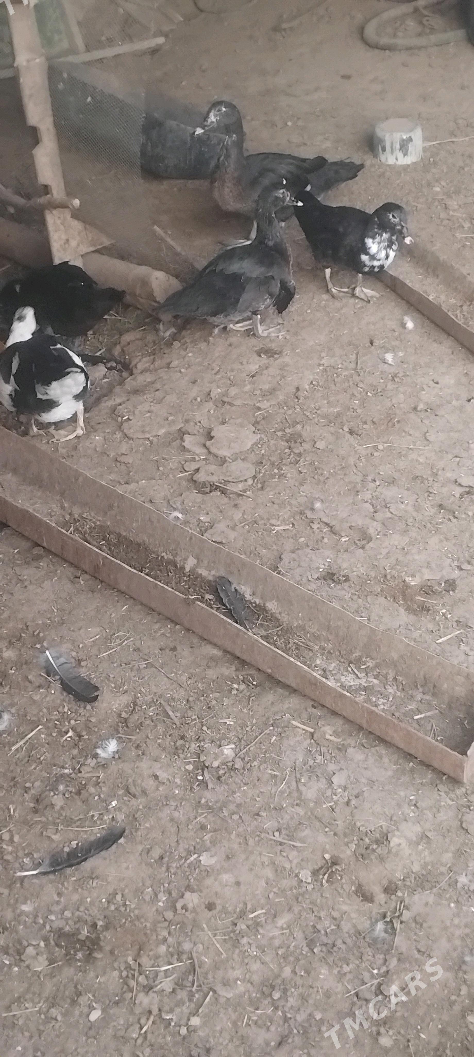 Ordek indawutga - Wekilbazar - img 2