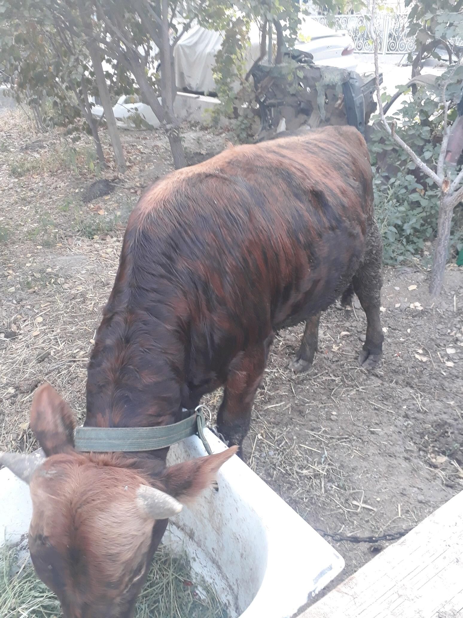 okuz - Gökje - img 1