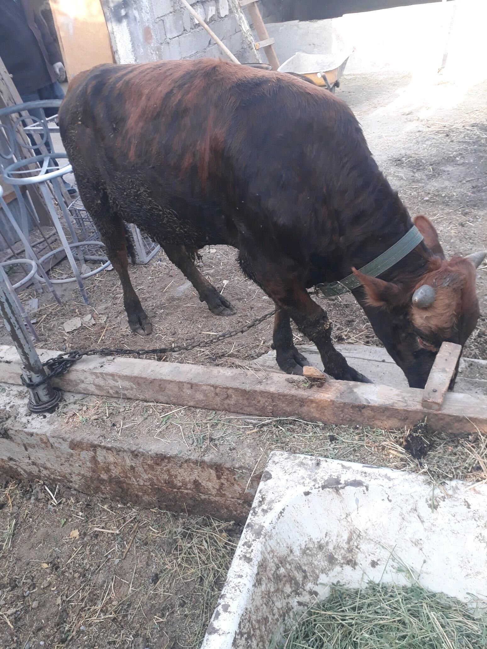 okuz - Gökje - img 2