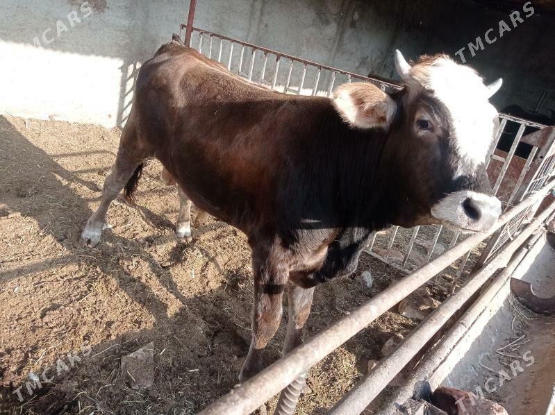 öküz - Aşgabat - img 2