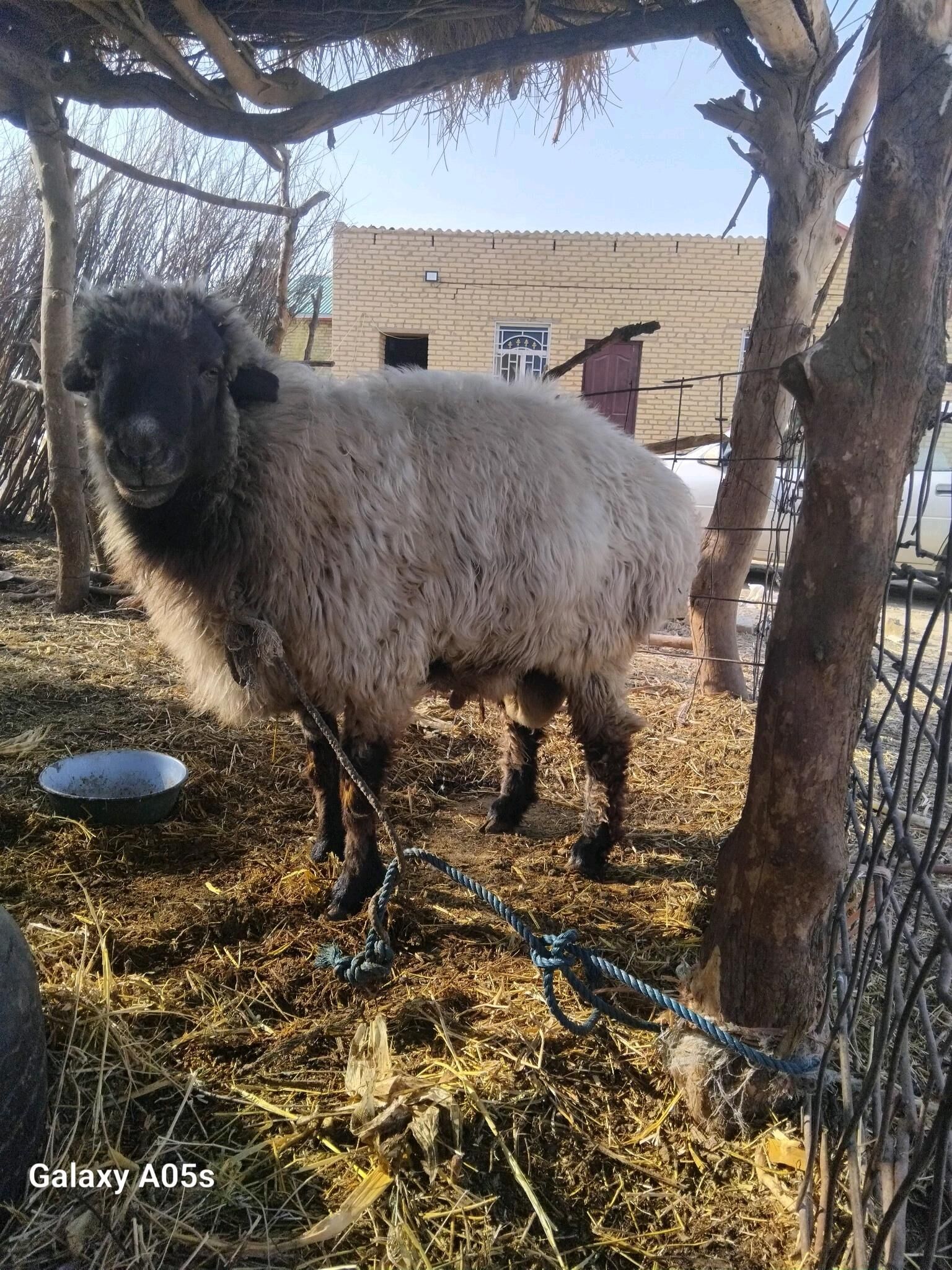 öý haýwanlary - Halaç - img 3