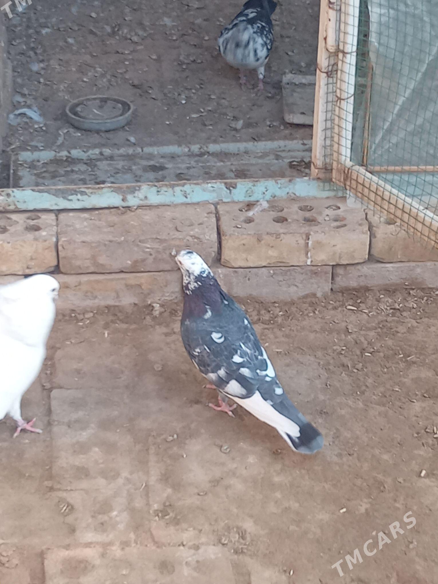 kepderi - Mary - img 2