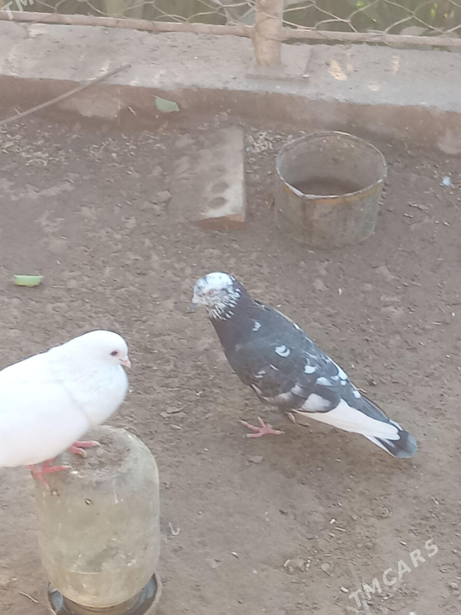 kepderi - Mary - img 4