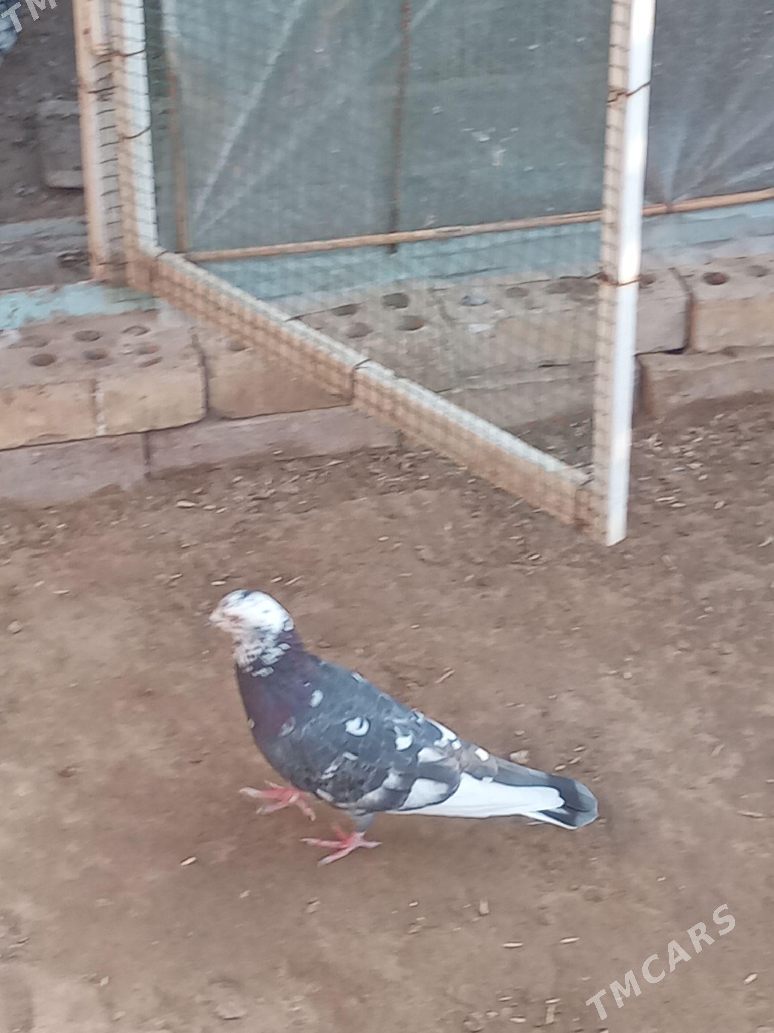 kepderi - Mary - img 3