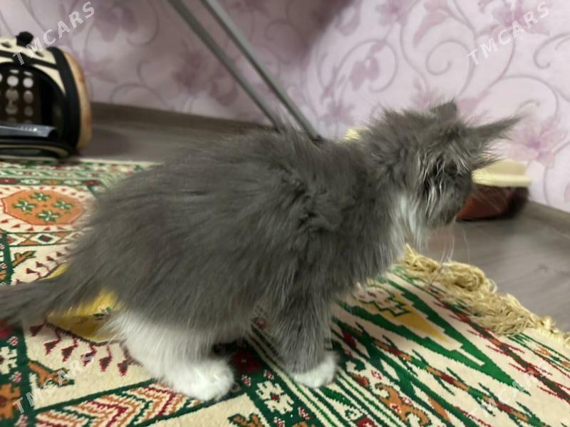 pisijekler - Ашхабад - img 1