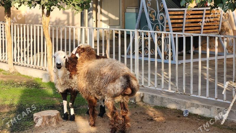 Bakylan Yaz issekler - Garadamak Şor - img 1