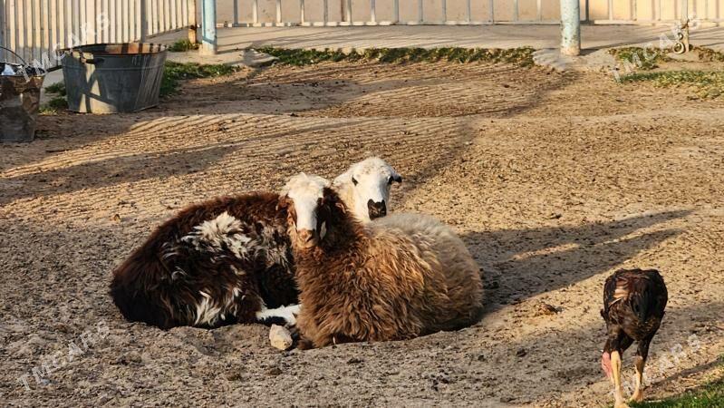 Bakylan Yaz issekler - Garadamak Şor - img 2