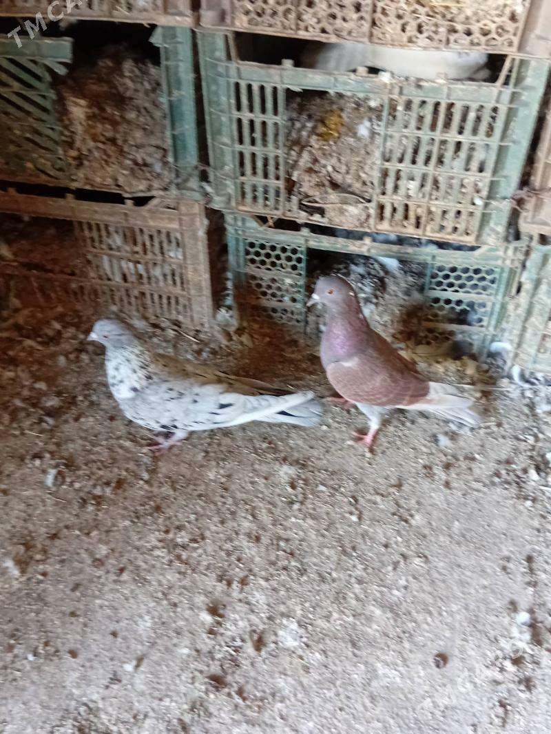 kepderi - Mary - img 4