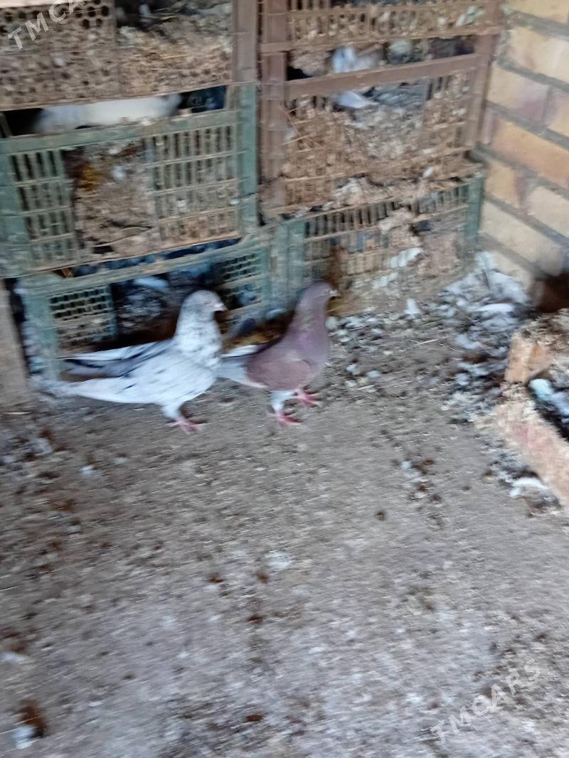 kepderi - Mary - img 2