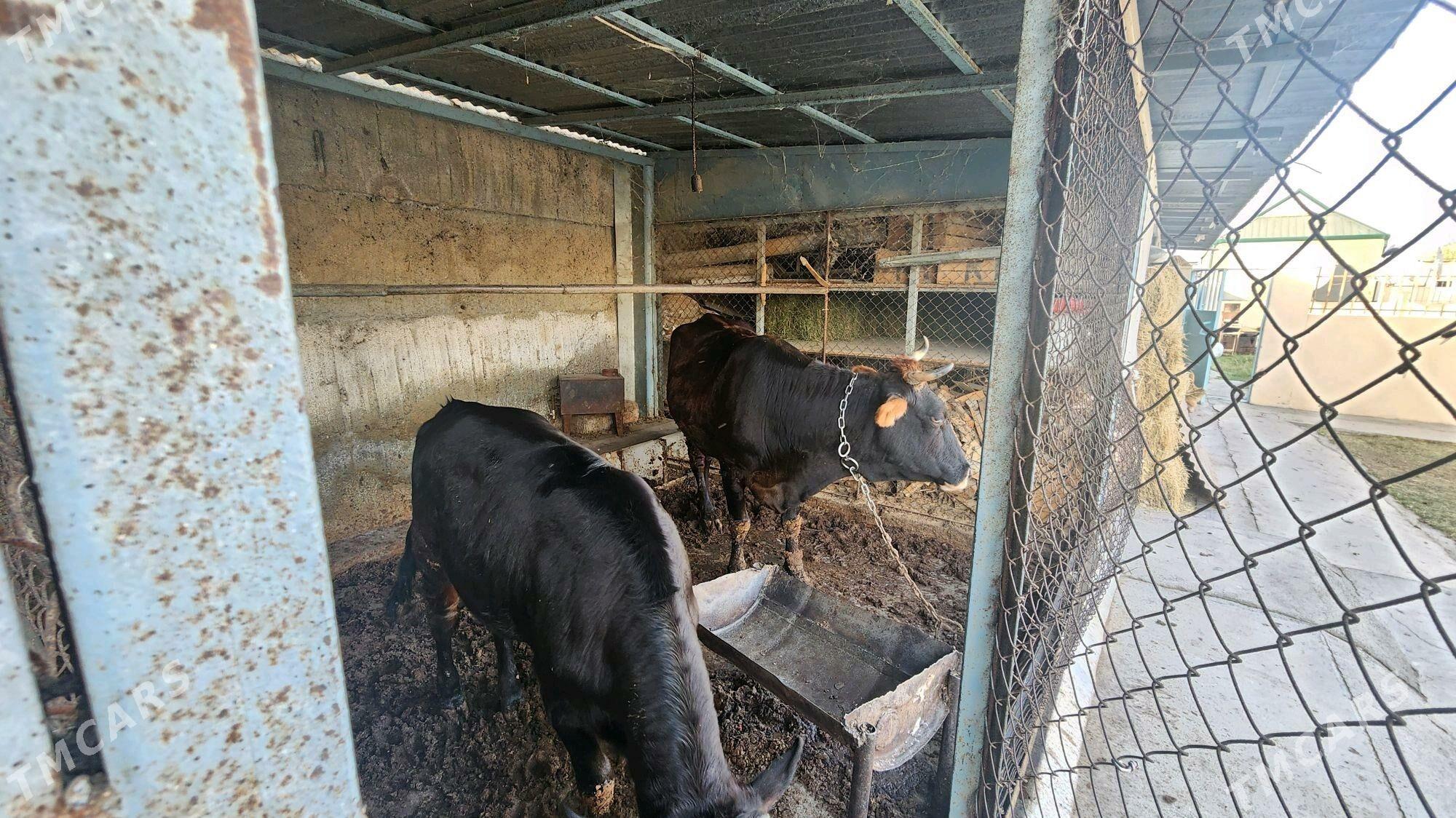 Okuz Sygyr Tuwe - Garadamak Şor - img 2