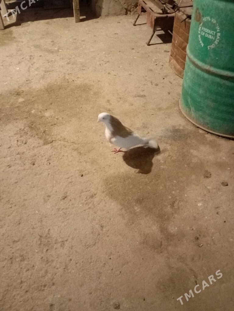 kepderi - Gyzylarbat - img 3