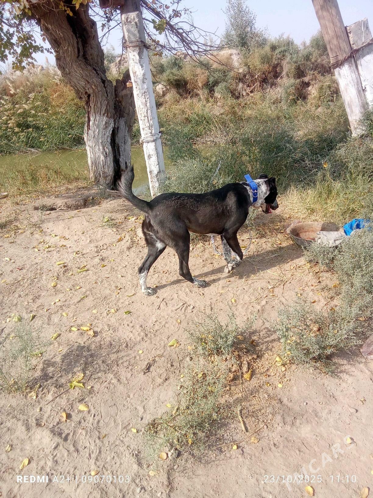 Alabay - Туркменабат - img 3