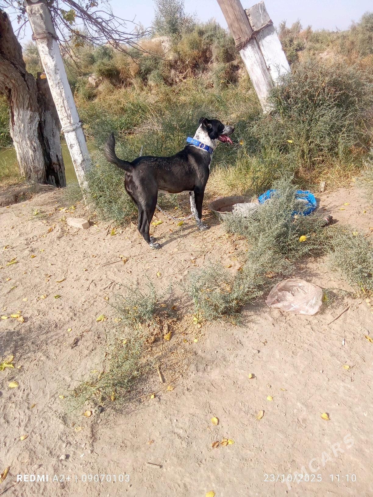 Alabay - Туркменабат - img 2