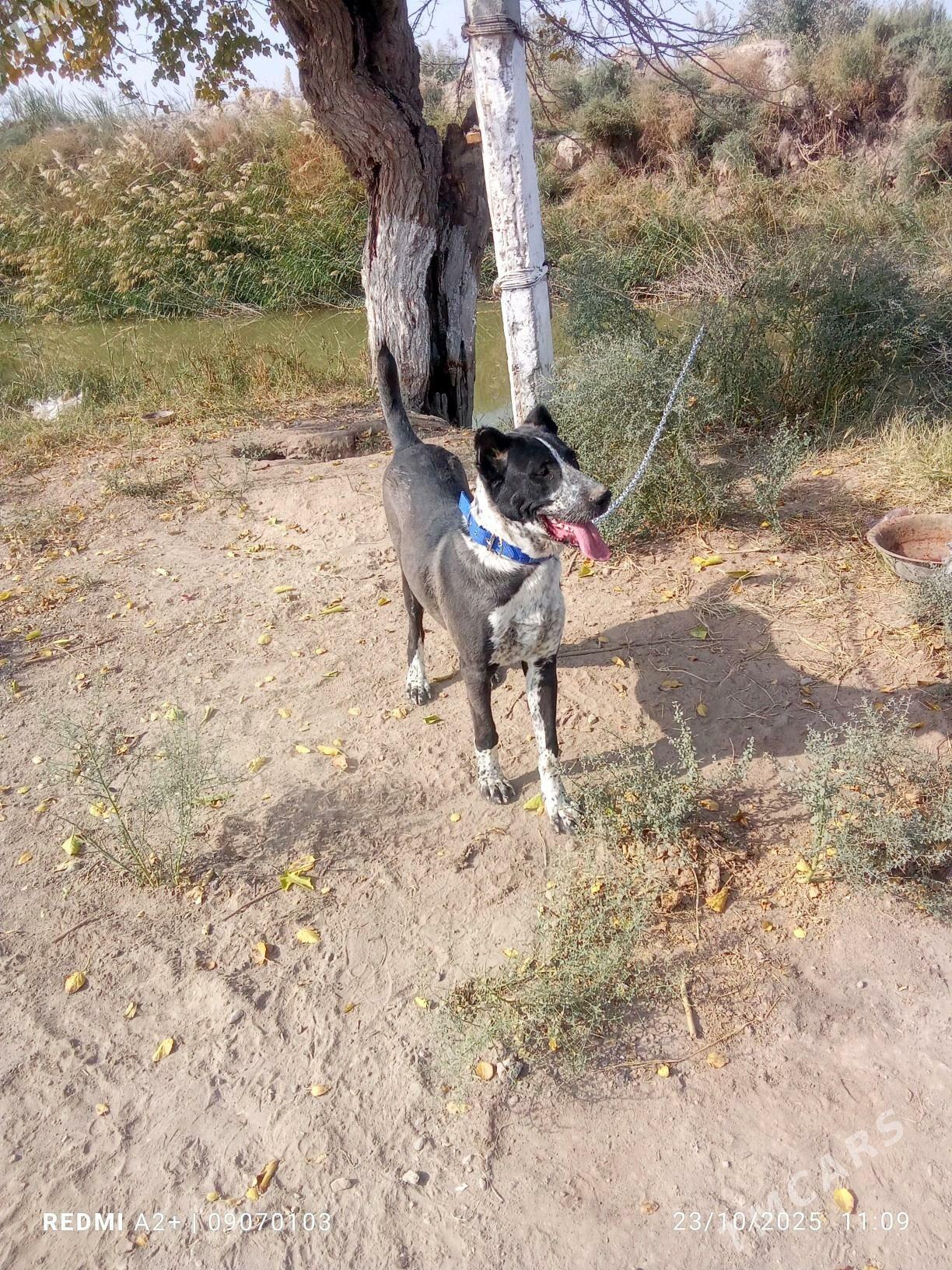 Alabay - Туркменабат - img 1