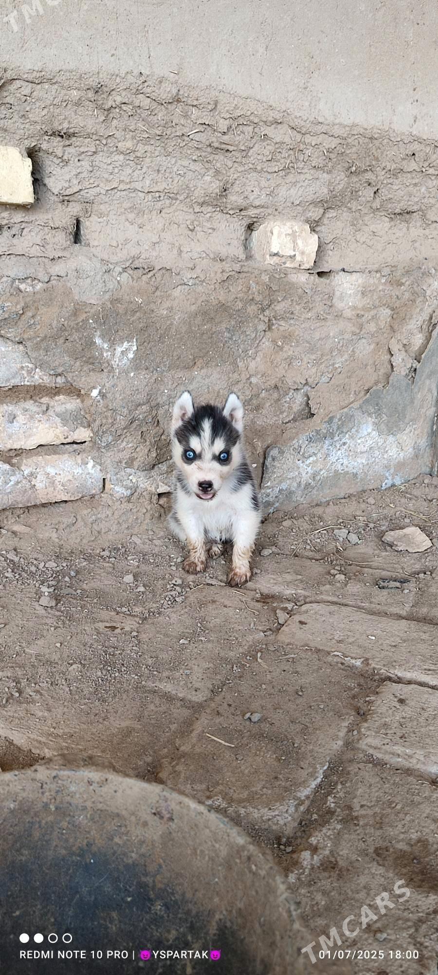 HASKİ erkek - Baýramaly - img 2