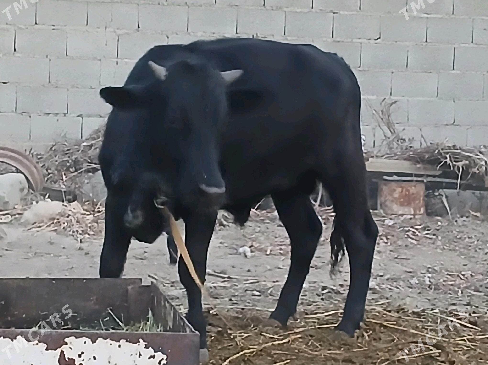 okiz - Bäherden - img 1