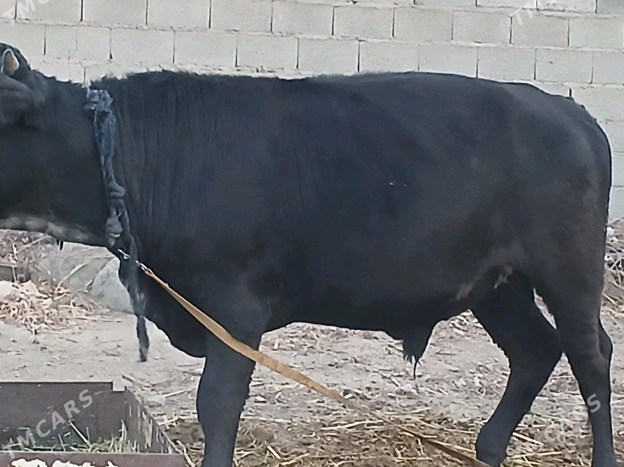 okiz - Bäherden - img 2