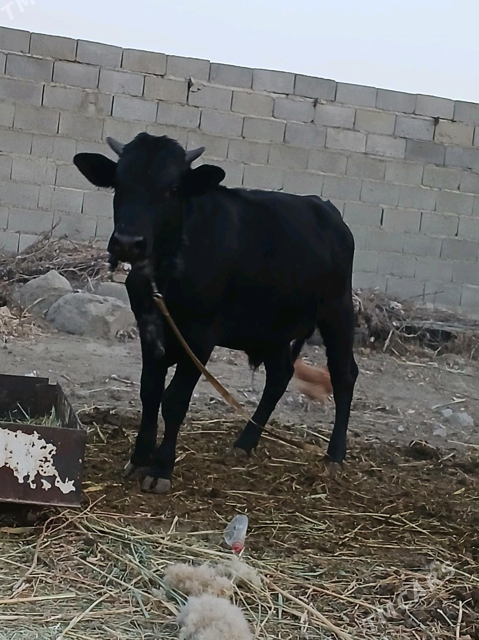 okiz - Bäherden - img 3